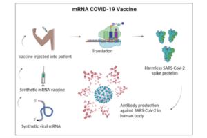 Rather than provide a vaccine made from viral proteins, this COVID-19 vaccine is composed of synthetic viral mRNA. These molecules are injected into people and cellular protein-making machines, called ribosomes, read and translate the mRNA. It’s these proteins that then trigger an immune response.