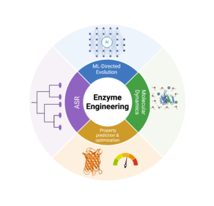 Enzyme engineering strategies